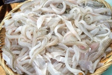 부산 백운포체육공원_ 루어로 더 신나게!_ 봄 보리멸 만나러 GO GO!