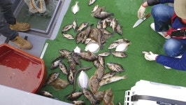 경북 울진 배낚시_ 가자미 대구 광어 비켜!  왕볼락 선상낚시 납시오~