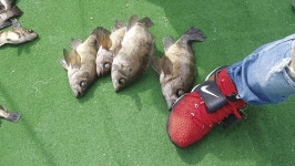 경북 울진 배낚시_ 가자미 대구 광어 비켜!  왕볼락 선상낚시 납시오~