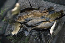 [강원 철원 남대천]최북단 강붕어촌 토성리 하룻밤 잘 쉬다 갑니다