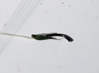 [역시 한 방이 있는 곳] 서산 명지지의 오름수위 특수 50.5cm 솟았다