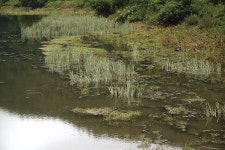 충북 음성 초평천_ 큰비 끝나면 가보세요 원남지 붕어 입질 대기 중
