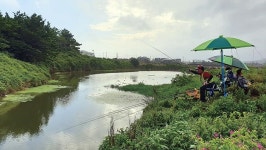 제주 상모1호지_ 제주도에서 떡붕어터 발견 4~5m 수심에서 낚이면 준척 월척이라