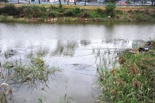 [충남 홍성 상지천] 광천읍내의 붕어 명당 “형님, 그곳에 월척 많아요”