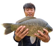 [대어] 창녕 희야지에서 54.8cm 붕어