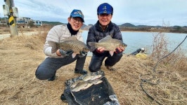 [충남 보령 학성지] 삭은 연 사이로 우글대는 월척들