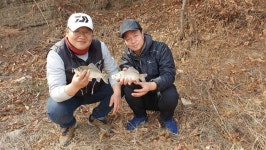 [경북 영천 골안지] 겨울  가뭄이 만든 마릿수 호황_수위 낮은 계곡지를 눈여겨보라