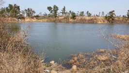 [제주 서귀표 무릉저류지] 최남단 섬붕어를 찾아서