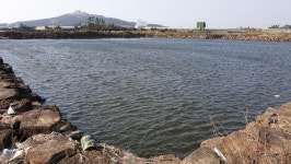 [제주 서귀표 무릉저류지] 최남단 섬붕어를 찾아서