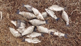 [전남 영암 청룡지] 오랜만에 쌍권총 손맛_원정 9박 낚시 만에 파라다이스 찾았다