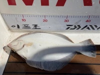 [경북 울진 배낚시] 봄대구호황_가자미·부시리·방어와 바통터치 대기 중