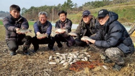 [경남 사천 점복개소류지] 때글때글_7~9치 붕어가 떼로 덤비는구나!
