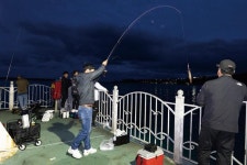 [경북 포항 양포방파제] 배낚시 이어 육지까지_한치가 터졌다!