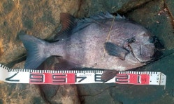 [전남 완도 청산도] 상섬과 마당바위에서 62, 65cm 대물 돌돔 퍼레이드