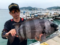 [전남 완도 청산도] 상섬과 마당바위에서 62, 65cm 대물 돌돔 퍼레이드