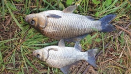 [경북_영천 여모제] 초겨울 문턱에서 만난_황금월척