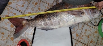 [대어] 제주 구좌읍 동복갯바위에서_98cm 참돔