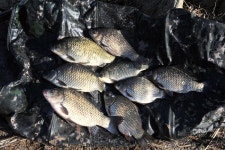 [호황현장] 앗 뜨거! 가평 달전천_영하 13도에서 즐기는 온천 손맛