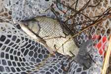 [특집_3월 물낚시 핫플레이스 40] 제방에서 상류까지_군산 부곡지는 월척 지뢰밭