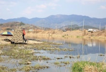 [호황현장] 청도 청도천 유등보_오전에만 월척 10여 수