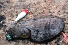 [기획_섬 낚시여행 가이드] 통영 사량도_옥녀봉 절경과 갑오징어 미각의 완벽조합_마을 곳곳이 포인트, 뒤돌아서면 등산로가