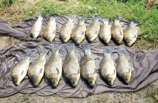 [강력추천] 안동 사곡지의 괴력_하룻밤 새 4짜만 네 마리, 마릿수 월척은 덤