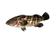 [추천 유료터] 화성 화성락실내바다낚시터_자연산 다금바리까지 낚인다면 말 다했죠