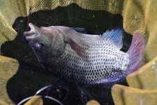 [연재_손태성의 유료터 탐방] 안성 설동하우스낚시터_따뜻한 실내에서 맛보는 괴력의 역돔 손맛