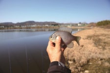 [낚시터] 진양호 옆 월척휴게소_사천 완사지