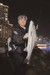 [현장기] 부산 수영강에 봄농어가 왔어요