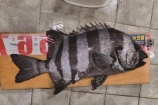 [대어] 100회 넘는 도전 끝에 성공_제주 조천 선상낚시에서 67cm 돌돔을 낚다