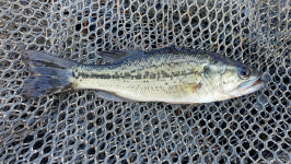 [호황현장] 고흥 해창만수로의 저력_혼자서는 들지 못할 살림망 조과 속출