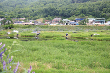 [7월 추천 낚시터] 의성 쌍계천 안실보_수초가에 자리 잡으면 준월척 보장