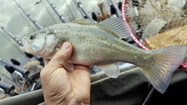[추천 낚시터]   해남 금호호 예정리수로 데뷔는 늦었으나 인기는 초특급