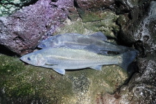 [포커스] 실버 몬스터, 넙치농어를 잡아라  제주 보목포구 나이트게임 끈기와 집념으로 끌어올린 86cm 넙치농어