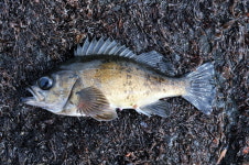 [현장기]  볼락루어가 한물갔다고? 울산 슬도방파제는 발 디딜 틈이 없어!