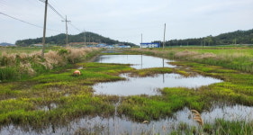 [추천 낚시터]  신안 암태도 생김지_2천평 안 되는 소류지에 붕어가 왜 이리 많아?