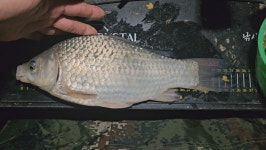 [추천 낚시터] 해남 해남천_절대 꽝 없는 겨울 월척터를 소개합니다