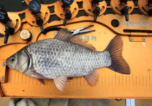 [현장기] 사천 노례소류지_향어 양식장에서 월척 붕어터로 대변신