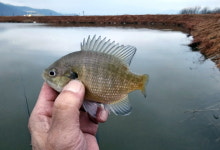 [현장기] 사천 노례소류지_향어 양식장에서 월척 붕어터로 대변신