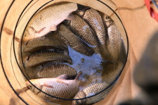 [현장기] 사천 노례소류지_향어 양식장에서 월척 붕어터로 대변신