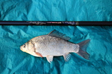 [현장기] 사천 노례소류지_향어 양식장에서 월척 붕어터로 대변신