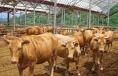 소 한마리에 5300만원