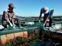 전복 가업 위해 돌아온 청년 완도가 젊어졌다