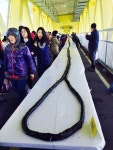 고흥군 1344m 김밥 한국 신기록 등록