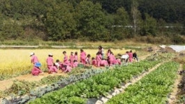 강진군, 바른먹거리 친환경농산물 수확체험