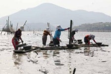 국내 꼬막 생산 1번지… 벌교꼬막 날개 달았다
