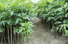 건강식품 수종 완도 황칠나무 명품화 시동