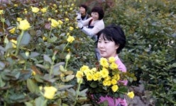 장미 수확 한창