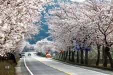 섬진강변에 봄이 왔어요